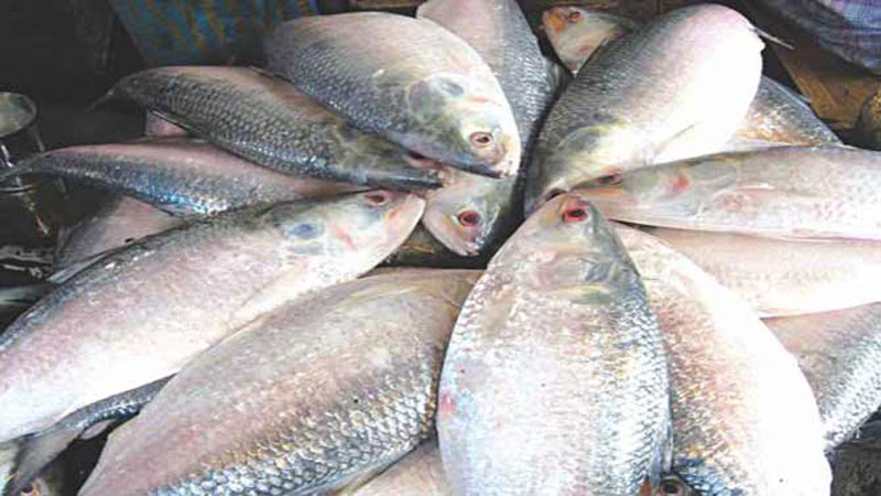 Bangladeshi hilsa fish