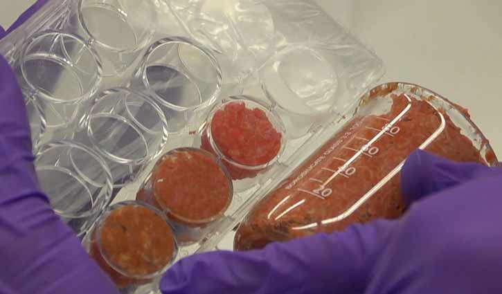 meat made in the laboratory